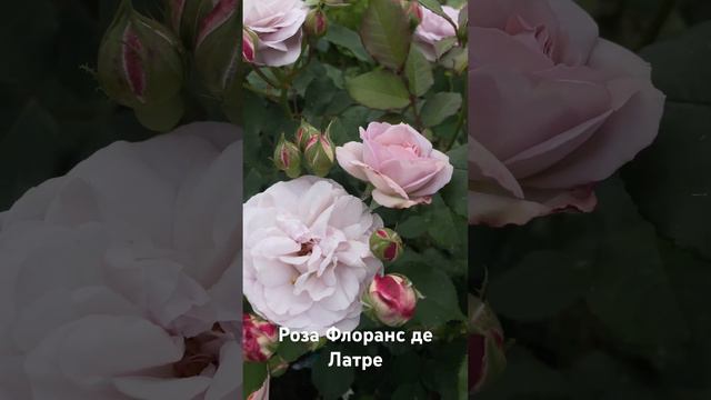 Роза Флоранс де Латре / Rose Florence Delattre