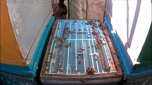 Сентябрь.Срочно сократить гнезда пчёл.Как правильно сокращать пчёл осенью и почему не получается.