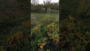 Автоматическая поливалка, маятниковый разбрызгиватель или дождеватель. Маленький обзор.