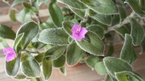 Цветение Традесканции силламонтаны (Tradescantia sillamontana)
