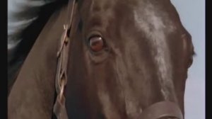 Horses - Spirit Of The Hawk
