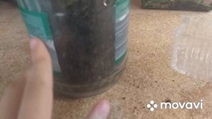Как ухаживать за улиткой.???