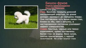 Стандарты пород Бишон фризе