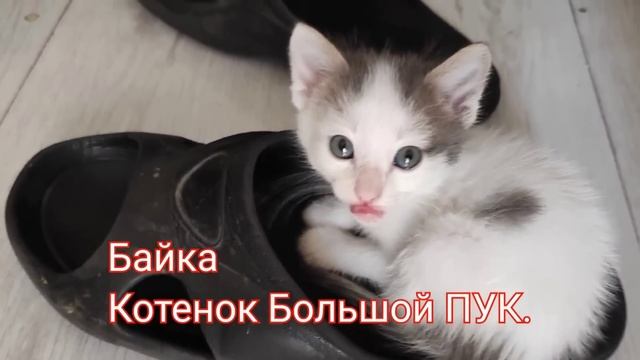 Собака родит крысу, лошадь- свинью, корова-крокодила. Кто родит человека? Чинайские инновации. смотреть онлайн