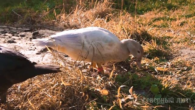 СКОЛЬКО ИНДОУТОК НУЖНО ДЛЯ СЧАСТЬЯ? Оптимальный размер племенного стада | ИНДОУТИНЫЙ БИЗНЕС смотреть онлайн