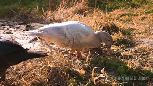 СКОЛЬКО ИНДОУТОК НУЖНО ДЛЯ СЧАСТЬЯ? Оптимальный размер племенного стада | ИНДОУТИНЫЙ БИЗНЕС