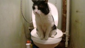 Писающий кот