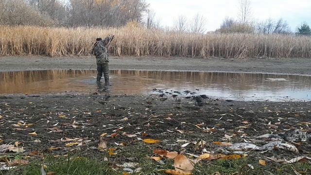 Ловля карася сачком.Сколько же тут рыбы. смотреть онлайн