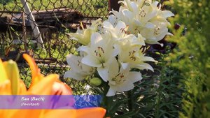 ЦВЕТЕНИЕ ЛИЛИЙ: РАДОСТЬ, ОЧАРОВАНИЕ, ВОСТОРГ!