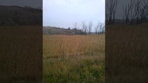 охота с гончими слушаем гон по кабану молодые выжловки Арфа и Берта