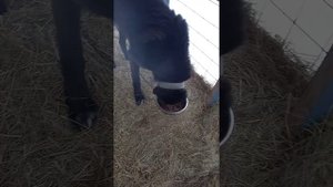 кормление алабая сухим кормом