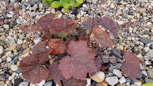 Гейхеры /Моя коллекция гейхер 2020/ 17 сортов гейхер/ [гейхеры в ландшафте сада] смотреть онлайн