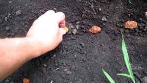 ПОСАДИЛИ ЧЕТЫРЕ КОСТОЧКИ НЕКТАРИНА