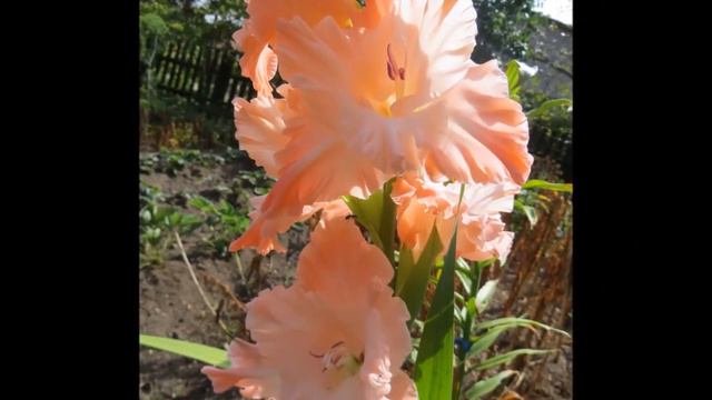 Mans gladiolu dārzs. смотреть онлайн