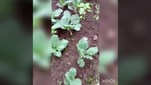 Чтоб всегда быть с урожаем капустой. Мои правила выращивания. смотреть онлайн