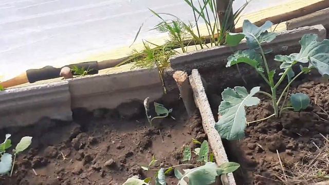 Будние дни,пикировка петунии,посадка в огороде .Что посажено в теплице.Жизнь в деревне. смотреть онлайн