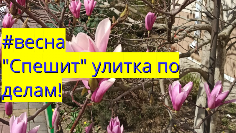 #весна Спешит улитка по делам