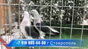 ПРОДАЮТСЯ ГОЛУБИ ТУРЕЦКАЯ ТАКЛА,TURKISH TAKLA PIGEONS FOR SALESATILIK GÜVERCİNLER TÜRK TAKLALARI,