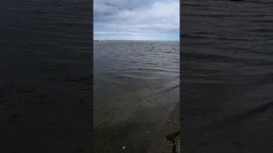 Нерест Кеты на Сахалине п. Охотское