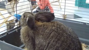 Кролик серый великан