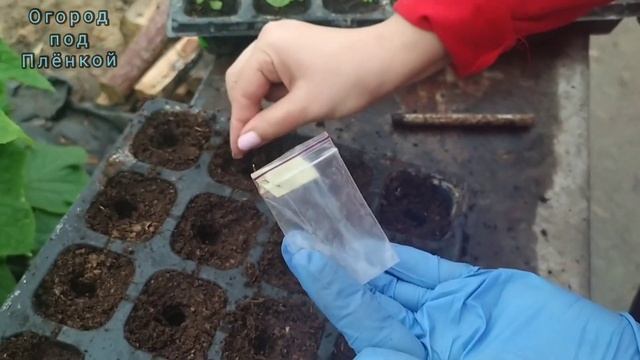 Как вырастить раннюю капусту? смотреть онлайн