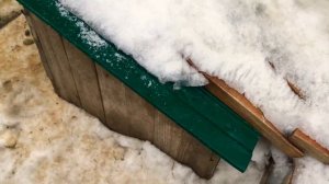 Как выращивать диких уток