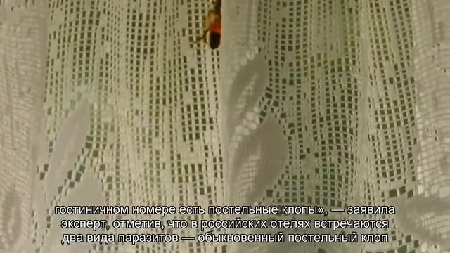 Россиянам назвали способ защититься от клопов в отеле смотреть онлайн
