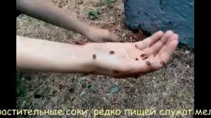 Клоп-солдатик)