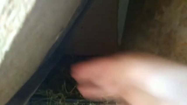 утка кинула гнездо!!!//сколько индоуток сидят на яйца?// смотреть онлайн