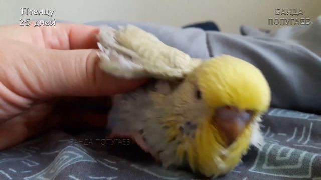☕ Приручаю птенца || определяю основной цвет в 25 дней