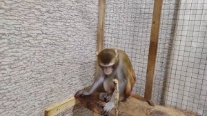 Макаки резус кушают борщ