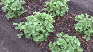 Очень важные работы с клубникой в начале июня