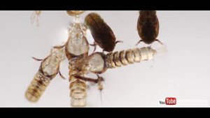 Рождение комара в домашних условиях. Макро. The birth of a mosquito.