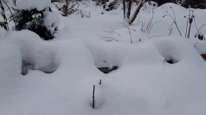 На даче _ Гуляем по садоводству.