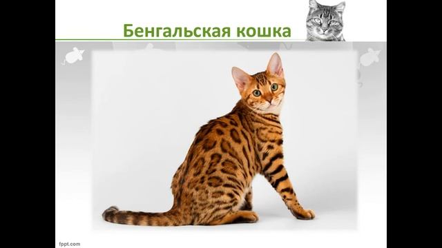 Мягкие лапки, а в лапках царапки смотреть онлайн