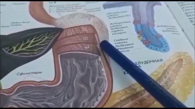 Строение и функции желудка смотреть онлайн