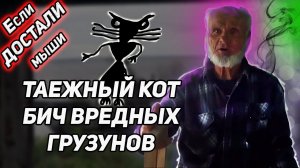 ЕСЛИ МЫШИ ПРИШЛИ В ДОМ. ТАЕЖНЫЙ КОТ - БИЧ ВРЕДНЫХ ГРЫЗУНОВ.  И никакой химии.