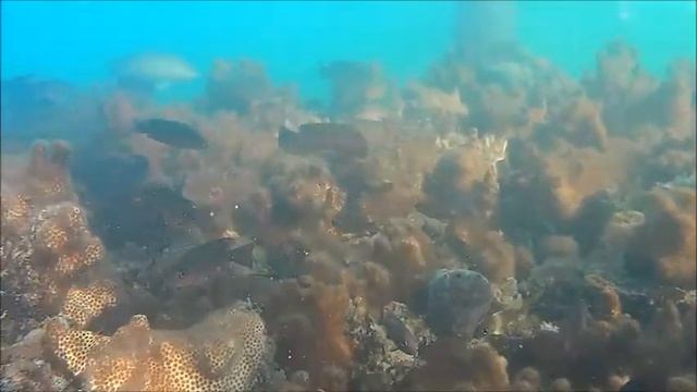 живут же лобстеры смотреть онлайн