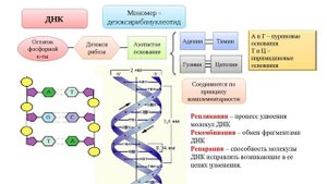 Нуклеиновые кислоты. АТФ. Биология ОГЭ и ЕГЭ
