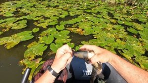 Как поймать в кувшинках рыбу на мормышку в отвес