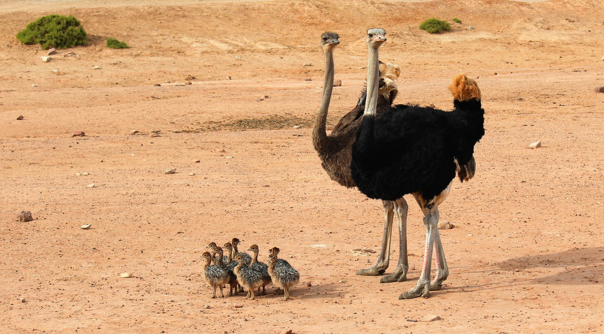 Животные пустыни Африканский страус