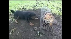 ягдтерьер натаска по лисе