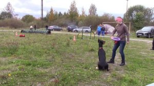 Семенова Алена и доберман Арвен веселые старты в красном селе 17.09.16