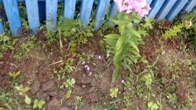 Красивые летние цветы!