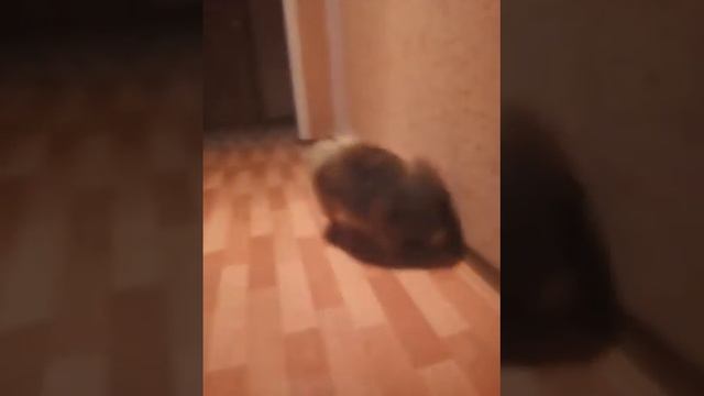 Новое видео на канале НЕМЕЦКИЙ ШПИЦ АЛЕКС! смотреть онлайн