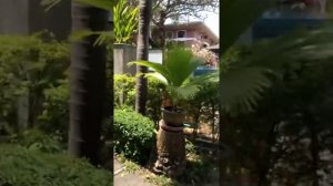 Peach Blossom обзор территории отеля