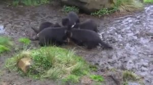 Тасманский дьявол.mp4