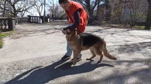Как научить собаку команде назад (бэк). Обратная змейка. Марафон трюков.