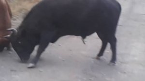 бой быков