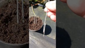 Капля, спанбонд и скобы для выращивания клубники.